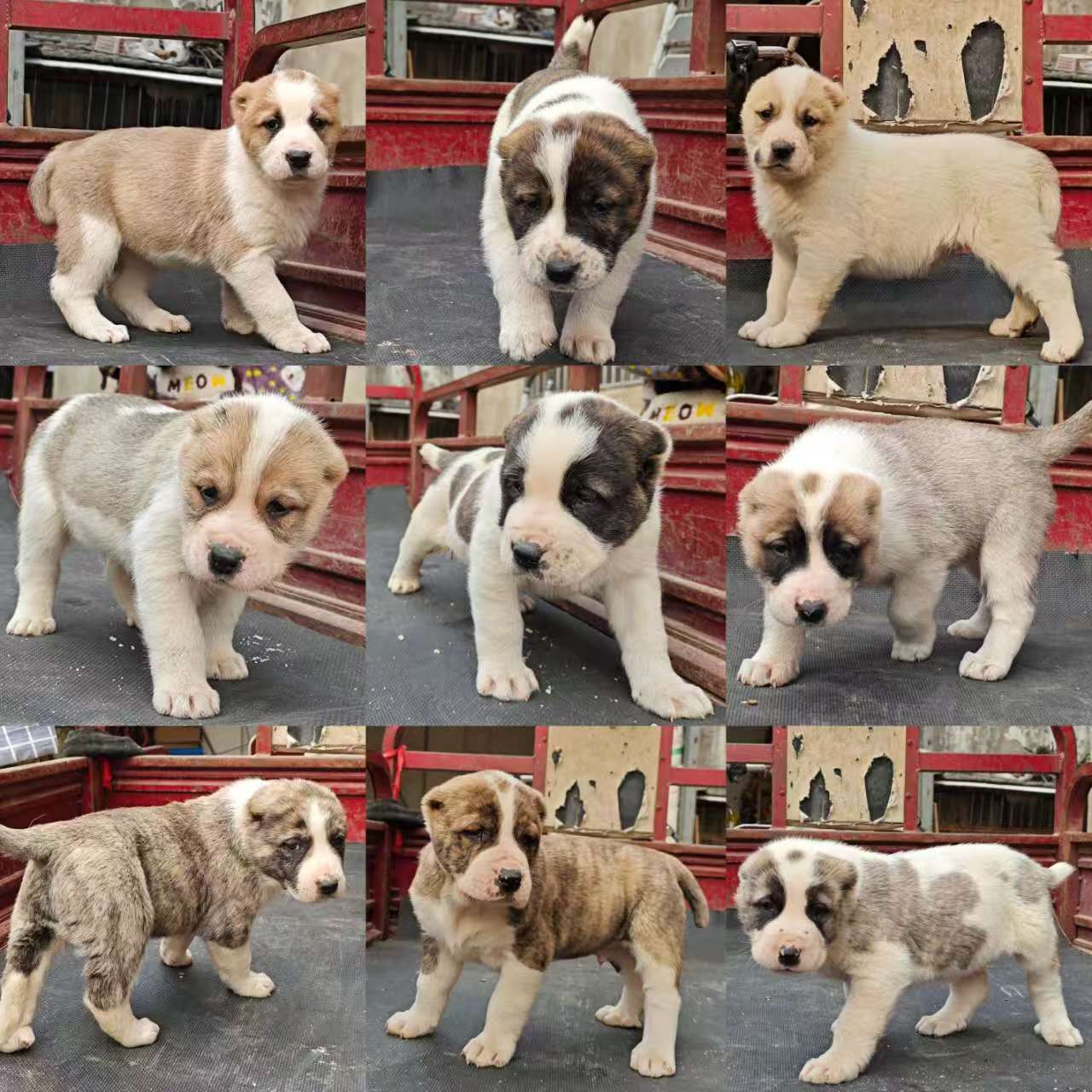 #给狗狗找个新家2. 你是否在寻找忠诚的伙伴？中亚幼犬正在寻找主人，